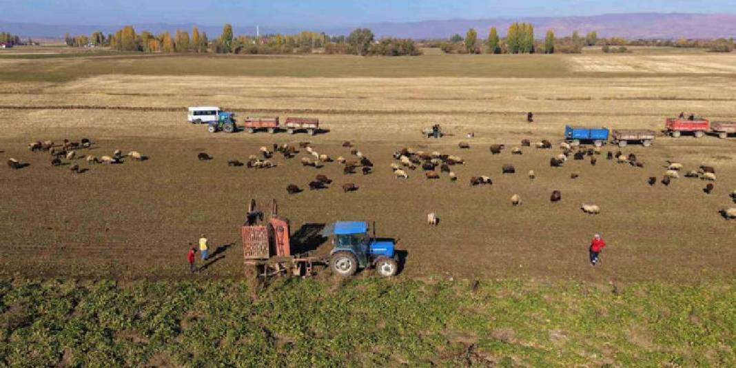 Yağmur, soğuk dinlemiyor el birliğiyle hasat ediyorlar! Verim her şeyi unutturuyor: Ay sonuna kadar devam ediyor 4